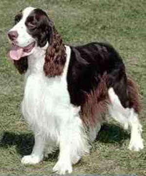 Springer Spaniel